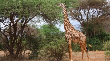 Kenia: Geothermie ist auf dem Vormarsch