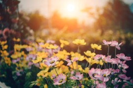 Den Garten auf einfachste Weise als Wohlfühloase gestalten