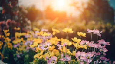 Den Garten auf einfachste Weise als Wohlfühloase gestalten